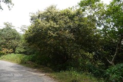 Walsura trifoliolata var. trifoliolata